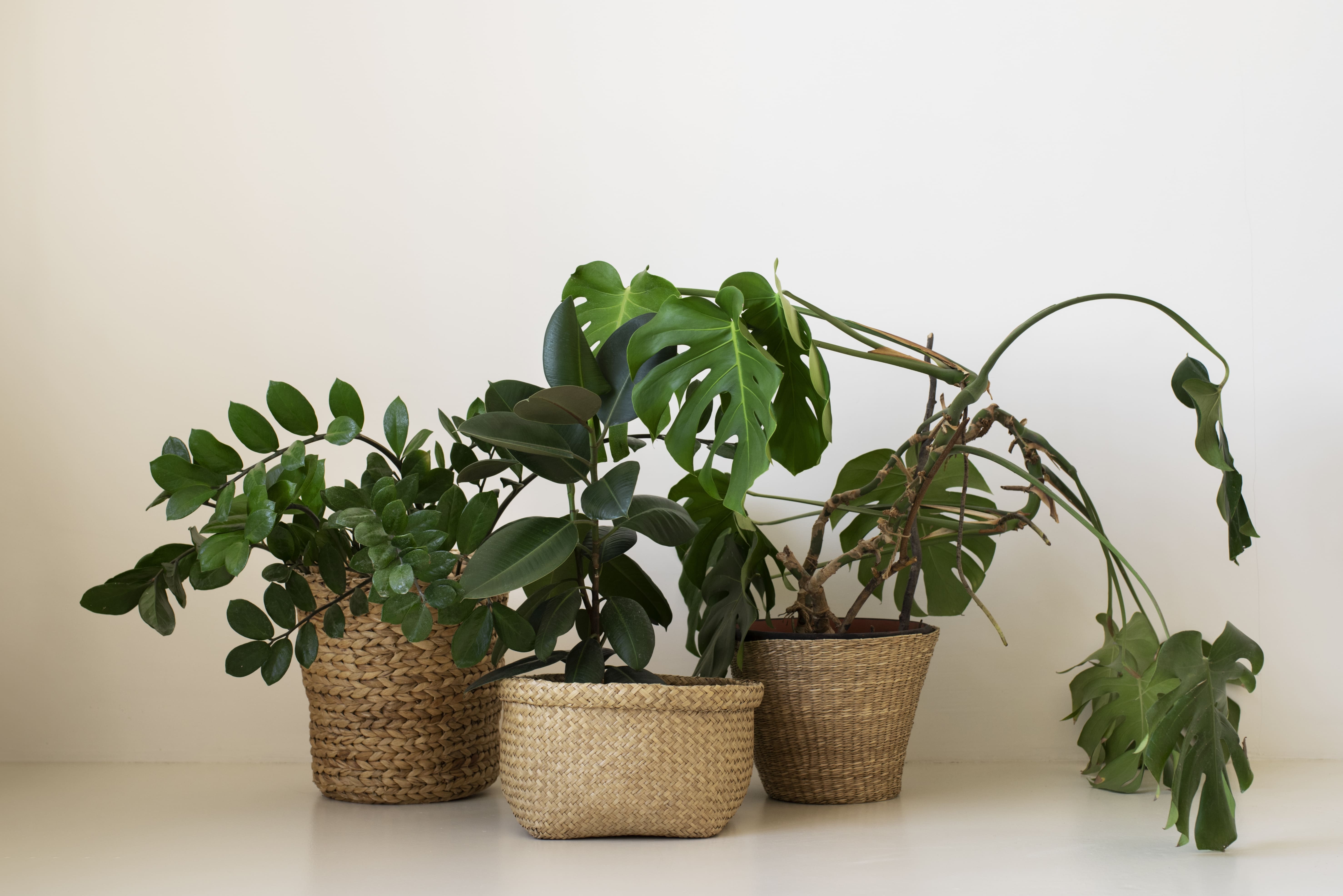 De voordelen van kunstplanten voor een interieur waar je blij van wordt