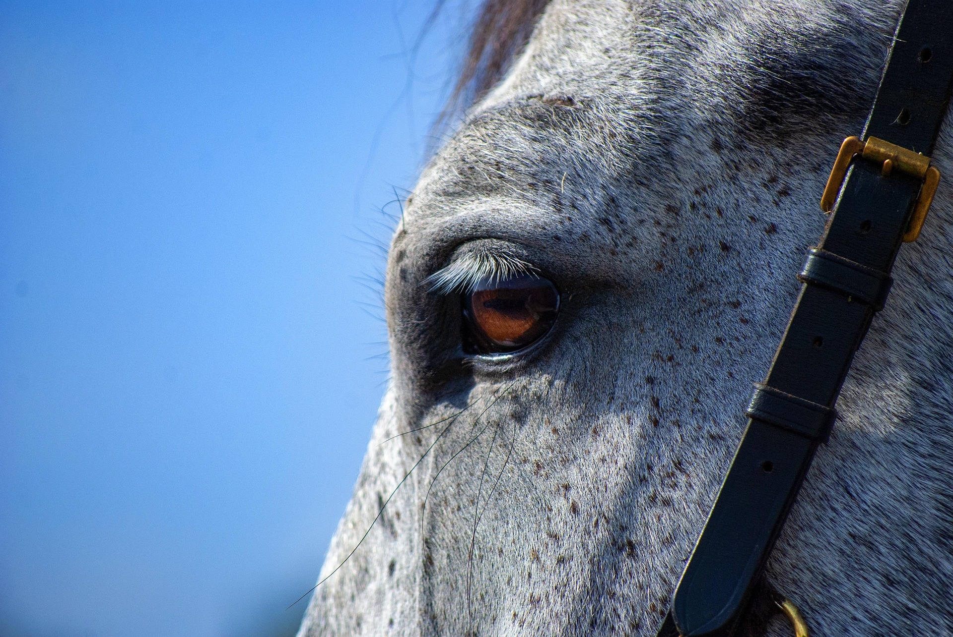 Welke paardenomheining past bij jouw situatie